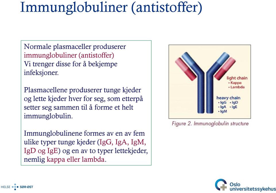 Plasmacellene produserer tunge kjeder og lette kjeder hver for seg, som etterpå setter seg sammen til å