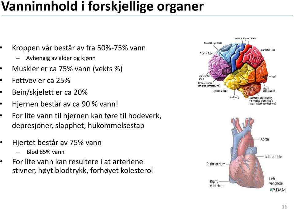 For lite vann til hjernen kan føre til hodeverk, depresjoner, slapphet, hukommelsestap Hjertet består av