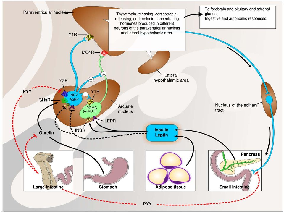 Ingestive and autonomic responses.