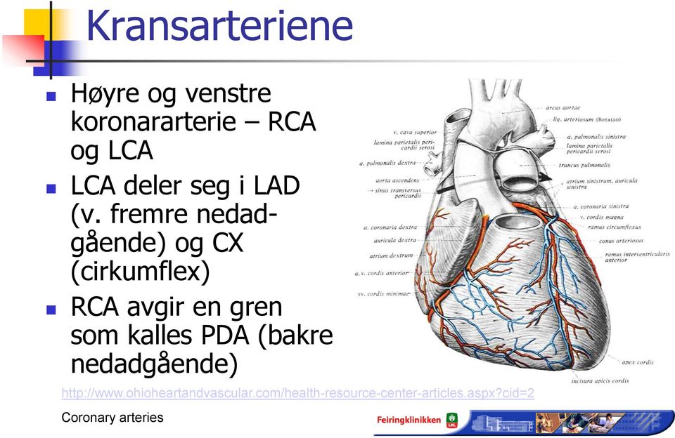 fremre nedadgående) og CX (cirkumflex) RCA avgir en gren som kalles