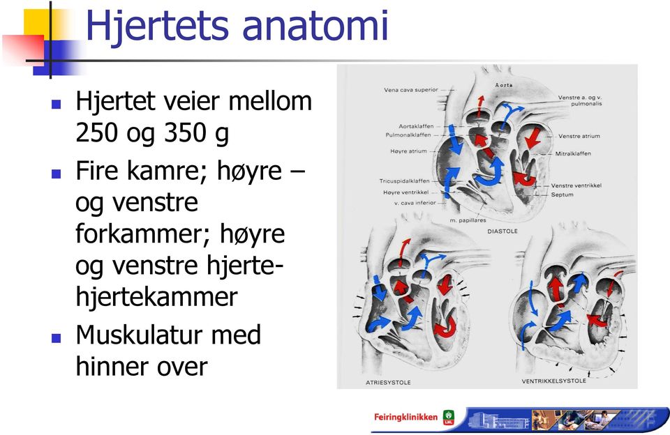 venstre forkammer; høyre og venstre