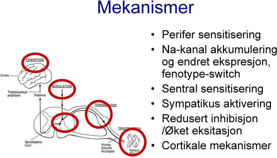 fenotype-switch Sentral sensitisering Sympatikus