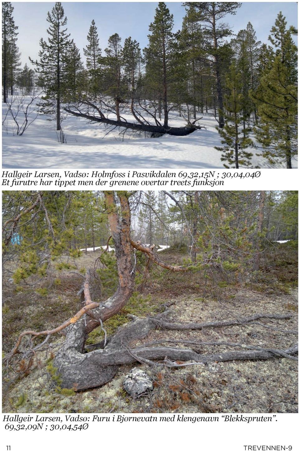 treets funksjon Hallgeir Larsen, Vadsø: Furu i Bjørnevatn