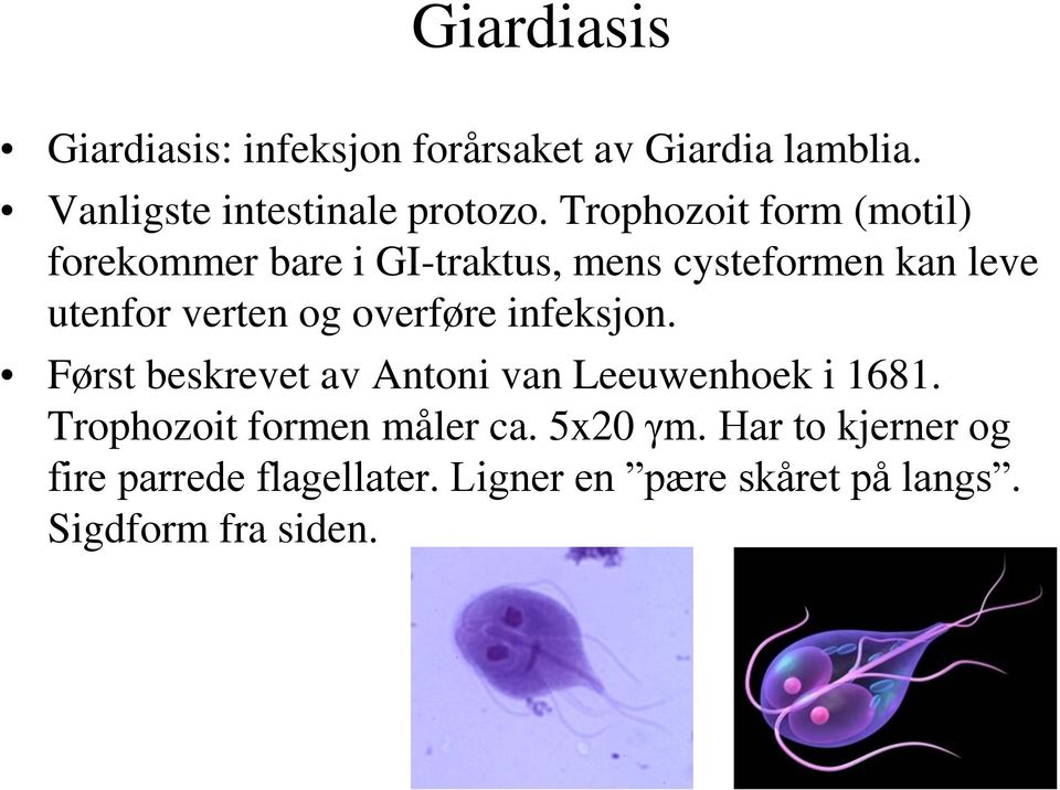 overføre infeksjon. Først beskrevet av Antoni van Leeuwenhoek i 1681. Trophozoit formen måler ca.