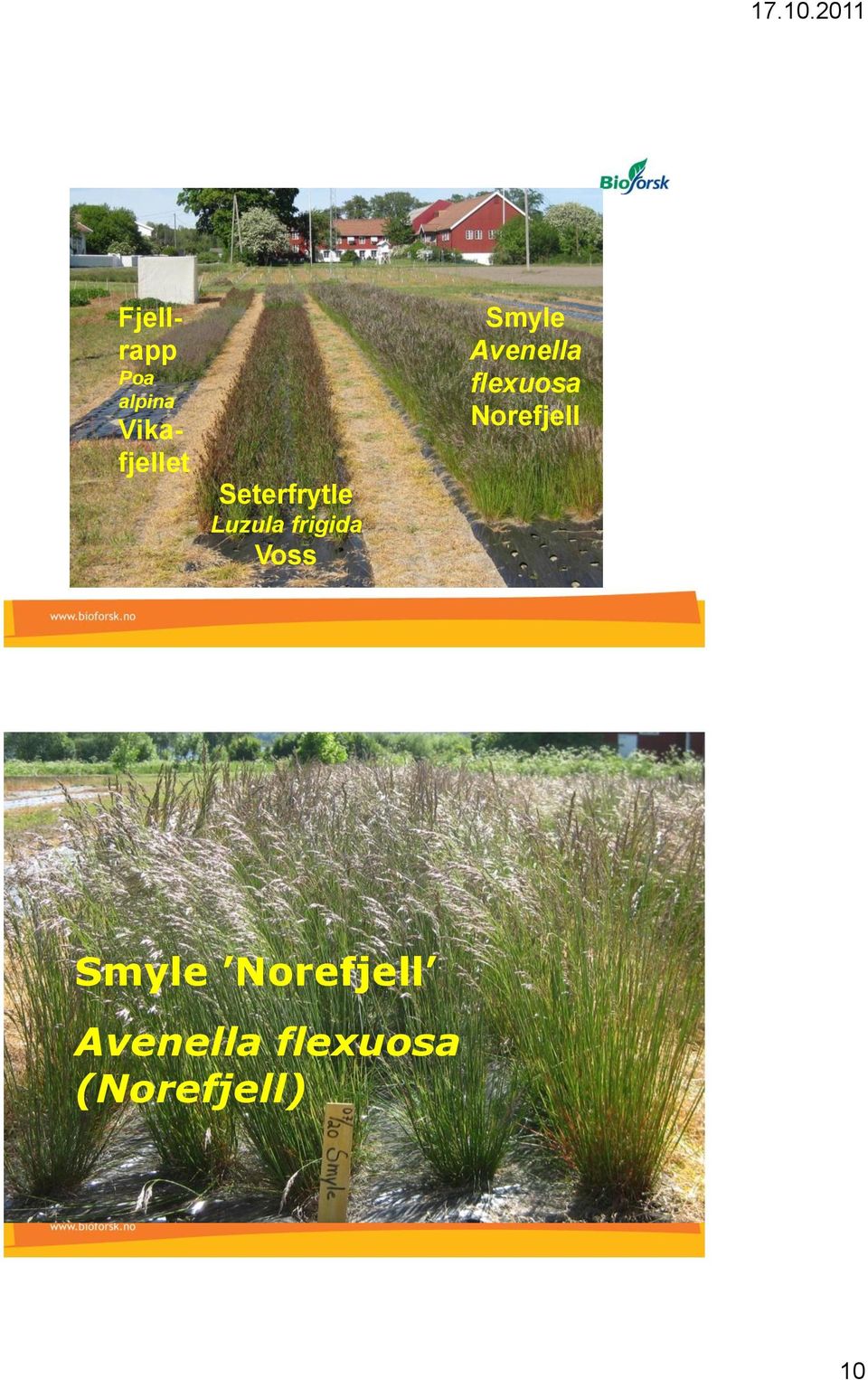 Smyle Avenella flexuosa Norefjell