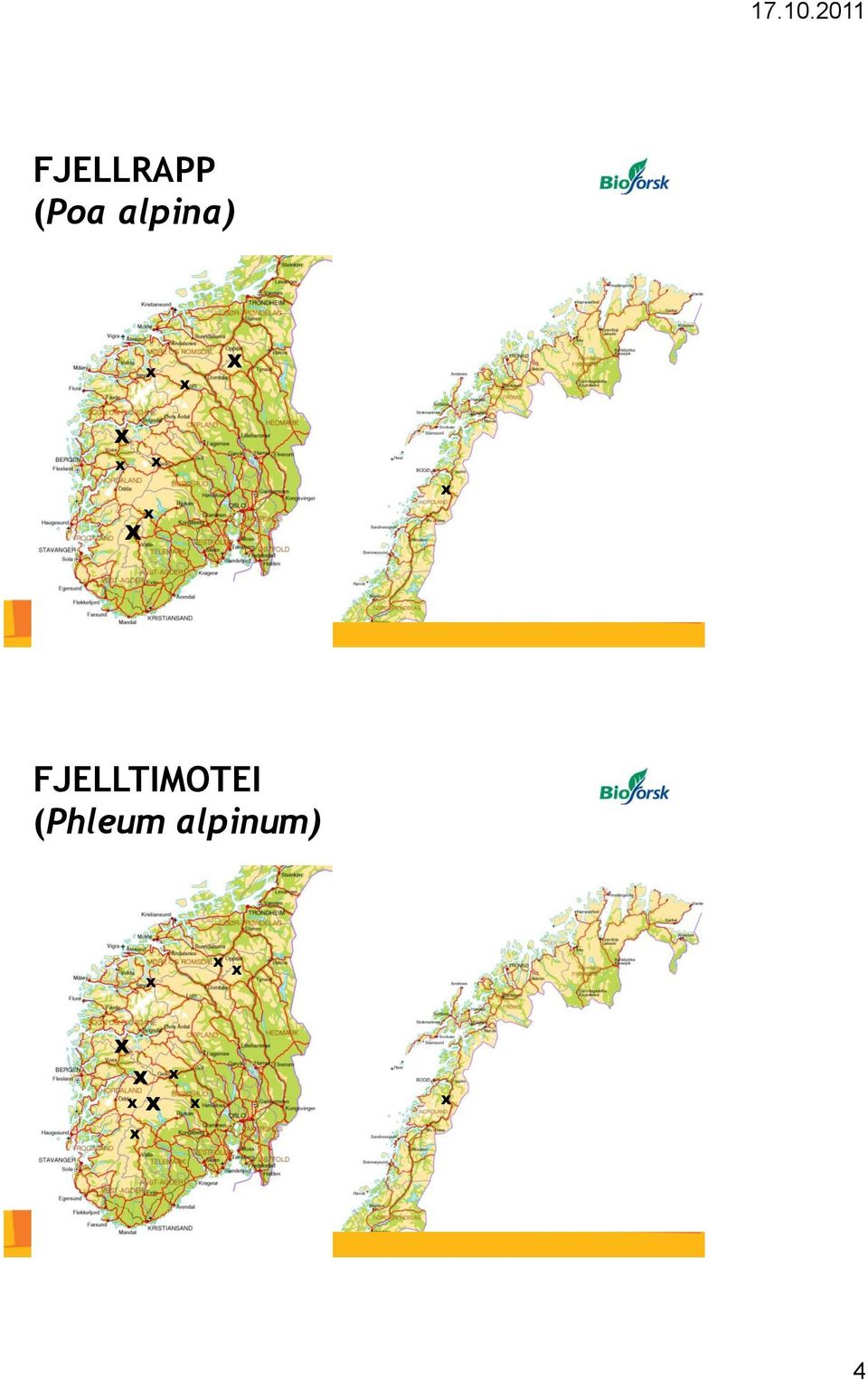 FJELLTIMOTEI