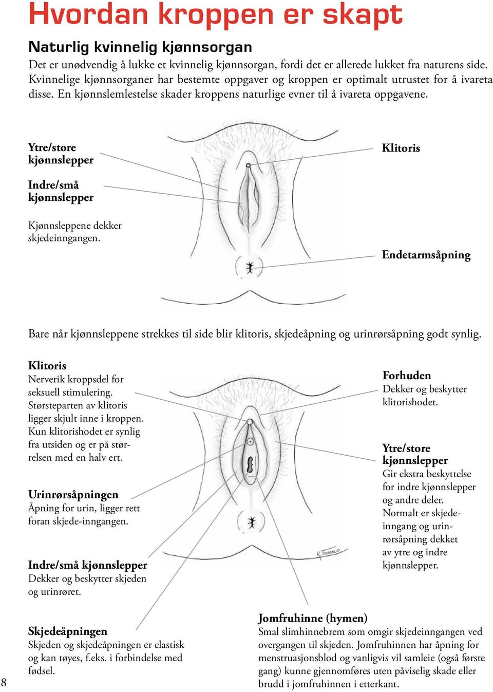 Ytre/store kjønnslepper Klitoris Indre/små kjønnslepper Kjønnsleppene dekker skjedeinngangen.