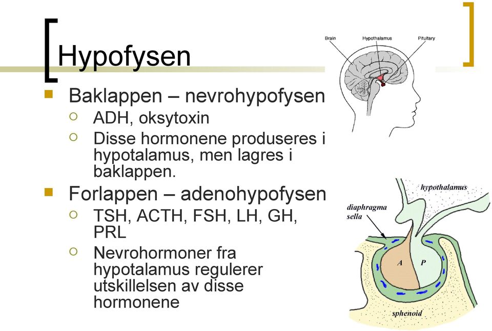 Forlappen adenohypofysen TSH, ACTH, FSH, LH, GH, PRL