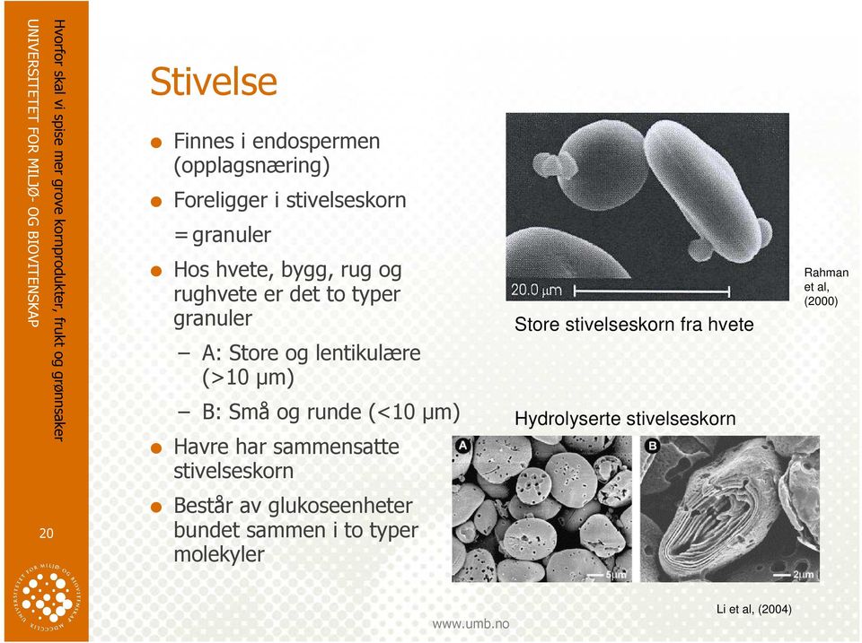 (<10 µm) Havre har sammensatte stivelseskorn Store stivelseskorn fra hvete Hydrolyserte