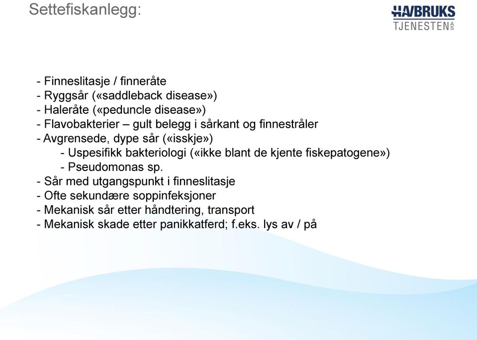 («ikke blant de kjente fiskepatogene») - Pseudomonas sp.