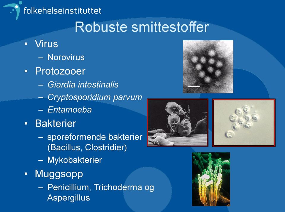 Bakterier sporeformende bakterier (Bacillus,