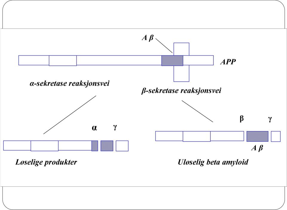 reaksjonsvei α γ β γ A β