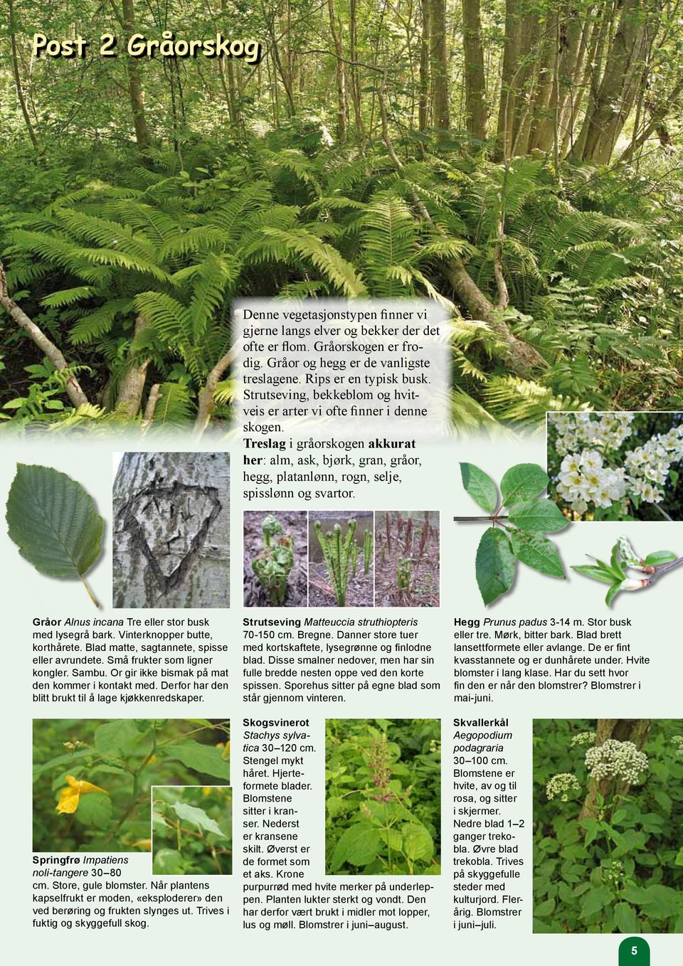 Gråor Alnus incana Tre eller stor busk med lysegrå bark. Vinterknopper butte, korthårete. Blad matte, sagtannete, spisse eller avrundete. Små frukter som ligner kongler. Sambu.