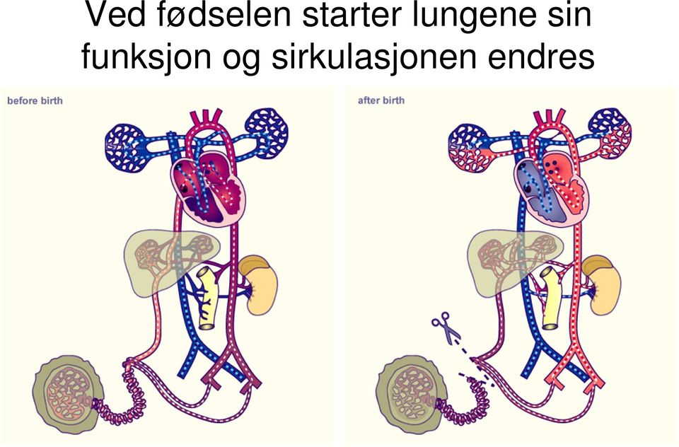 sin funksjon og