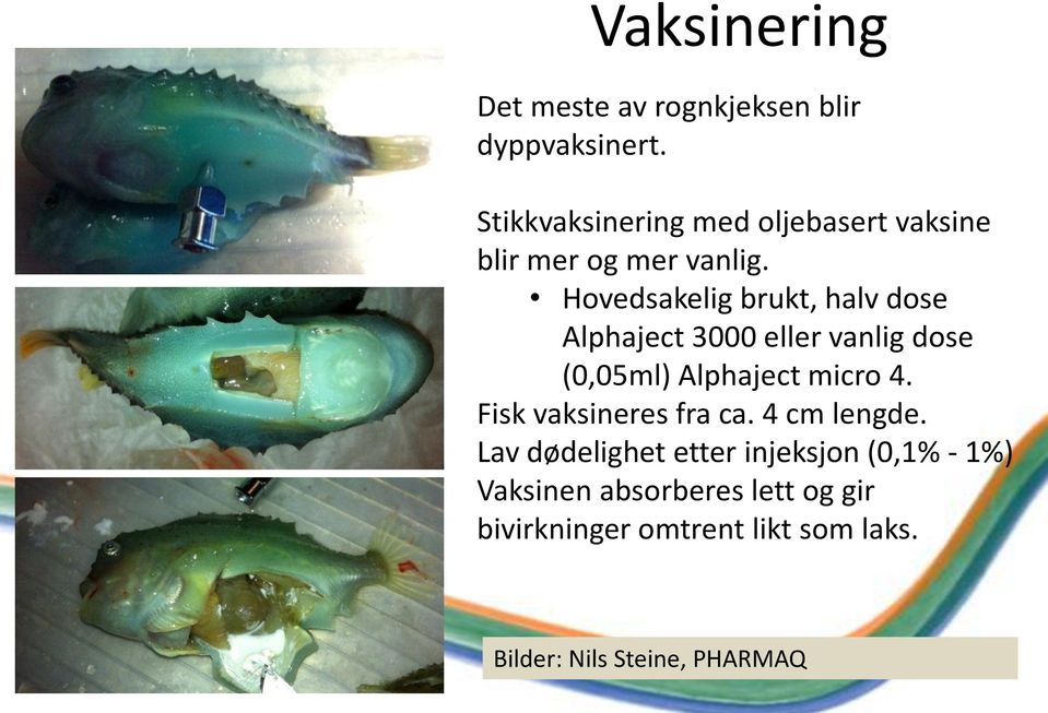 Hovedsakelig brukt, halv dose Alphaject 3000 eller vanlig dose (0,05ml) Alphaject micro 4.