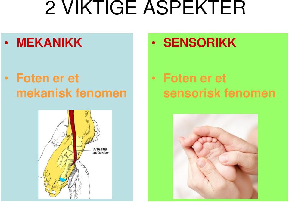 Foten er et mekanisk