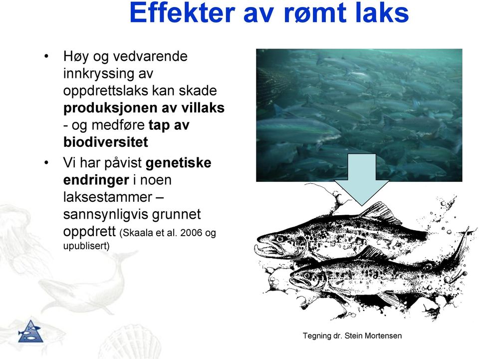 har påvist genetiske endringer i noen laksestammer sannsynligvis