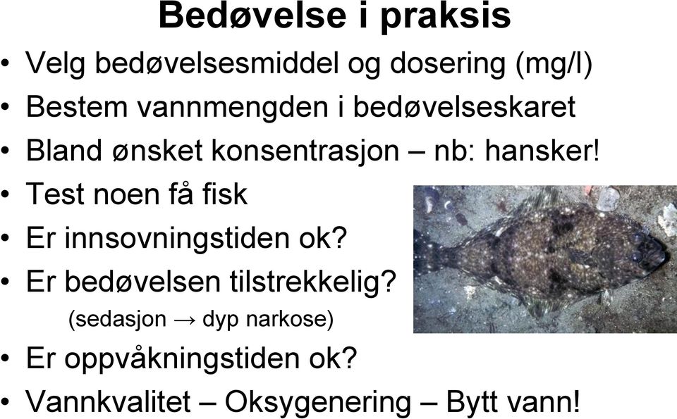 Test noen få fisk Er innsovningstiden ok? Er bedøvelsen tilstrekkelig?