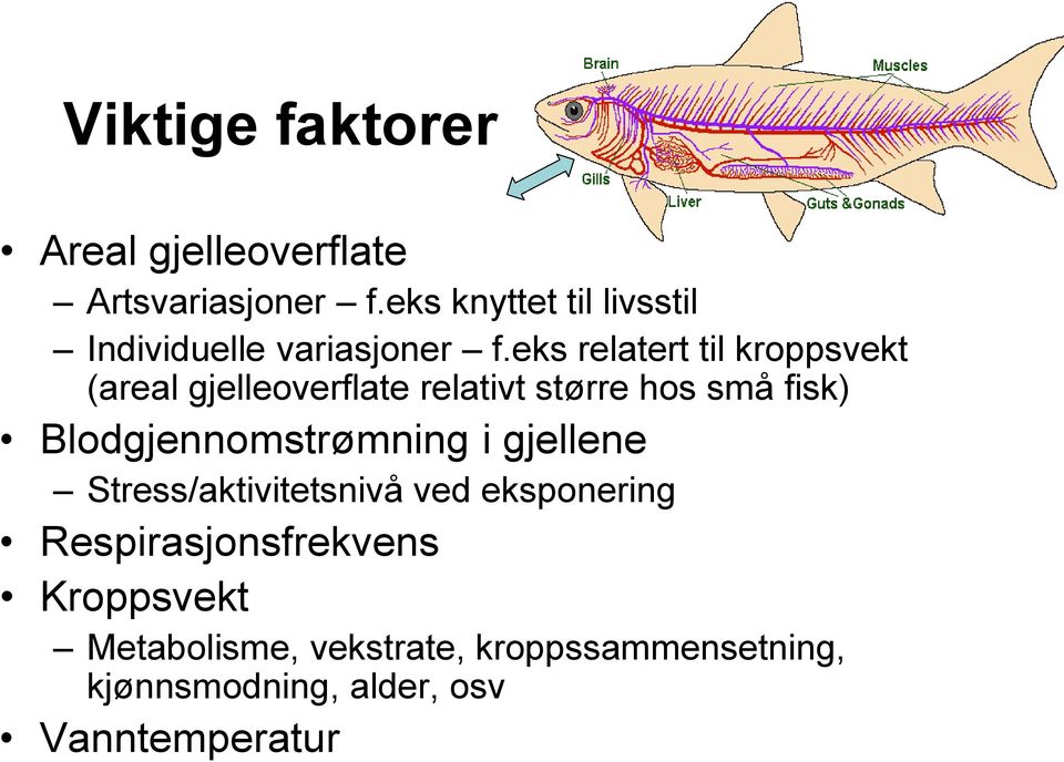 eks relatert til kroppsvekt (areal gjelleoverflate relativt større hos små fisk)