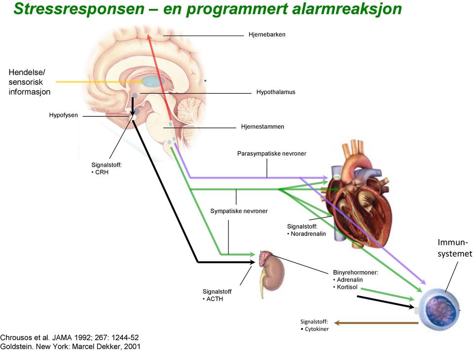 nevroner Signalstoff: Noradrenalin Immunsystemet Signalstoff ACTH Binyrehormoner: Adrenalin