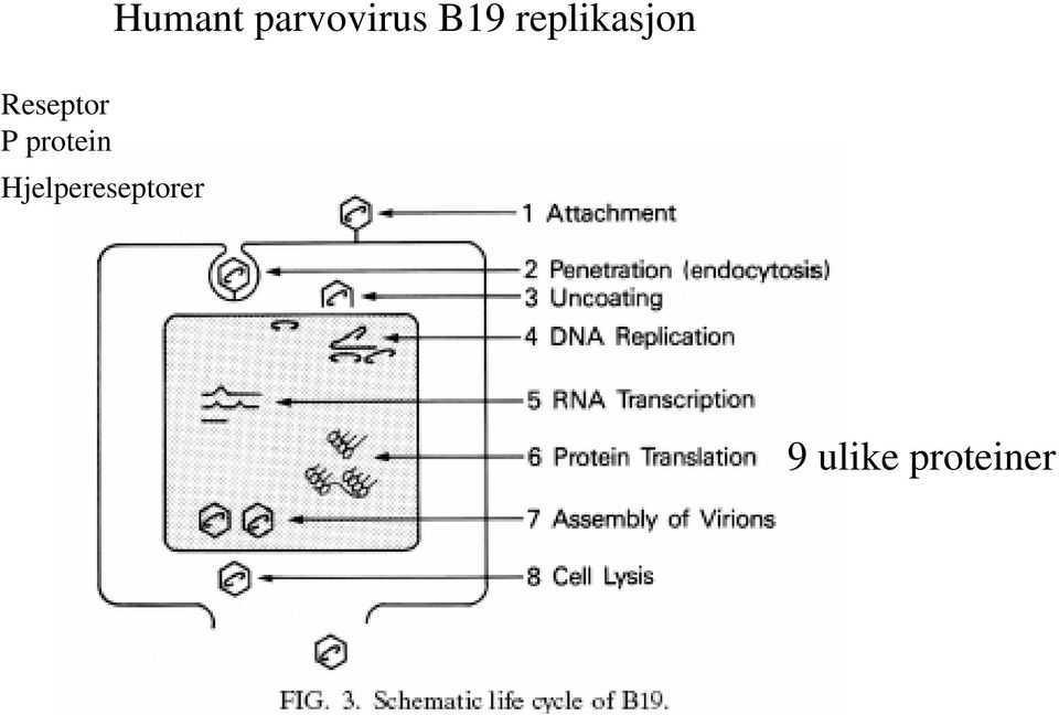 P protein