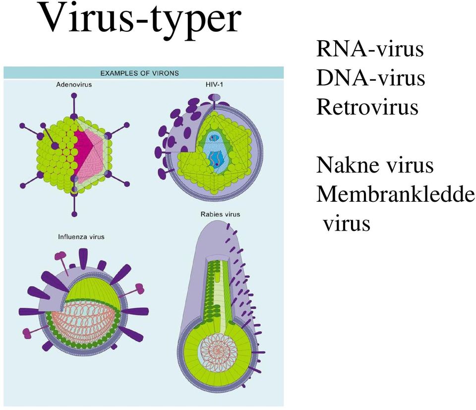 DNA-virus