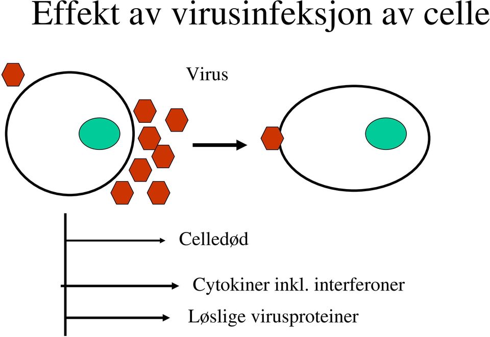 Cytokiner inkl.