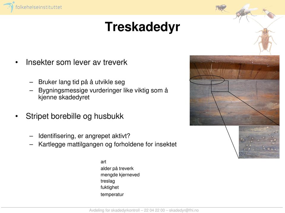 borebille og husbukk Identifisering, er angrepet aktivt?