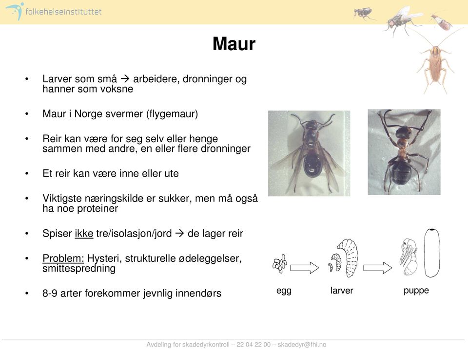 Viktigste næringskilde er sukker, men må også ha noe proteiner Spiser ikke tre/isolasjon/jord de lager reir