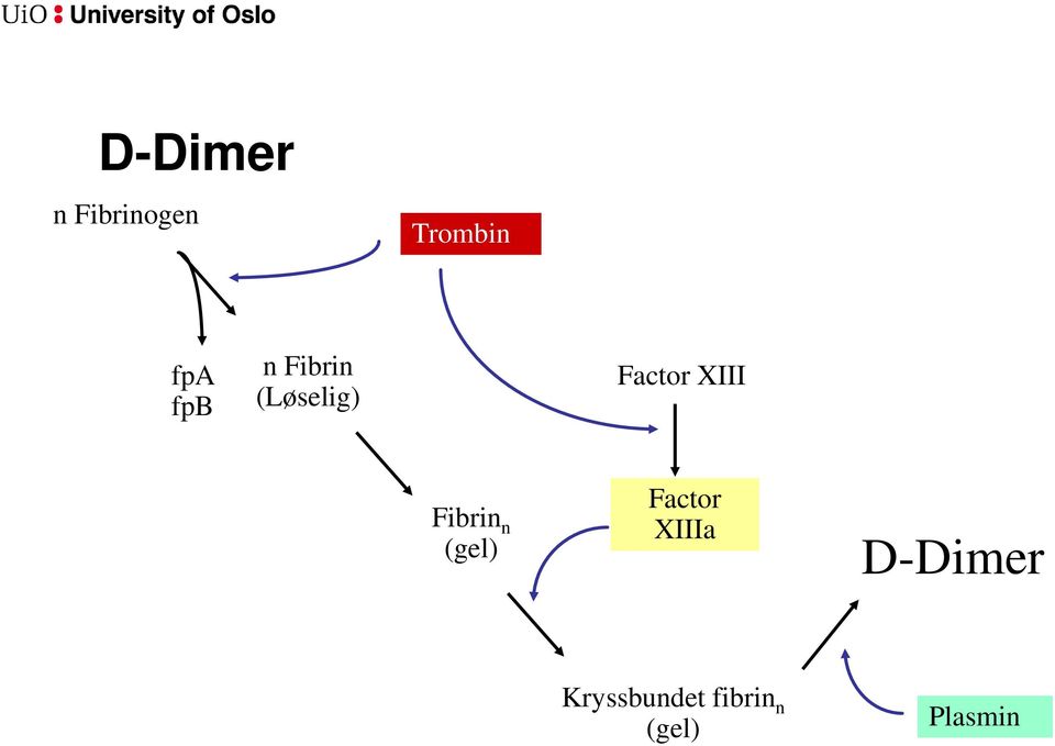 Fibrin n (gel) Factor XIIIa