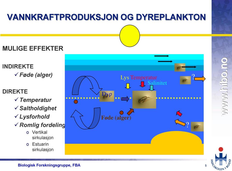 fordeling o Vertikal sirkulasjon o Estuarin sirkulasjon Dyp Føde