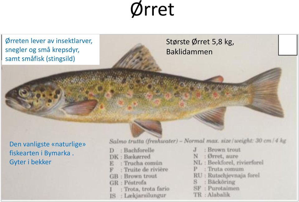 Største Ørret 5,8 kg, Baklidammen Den