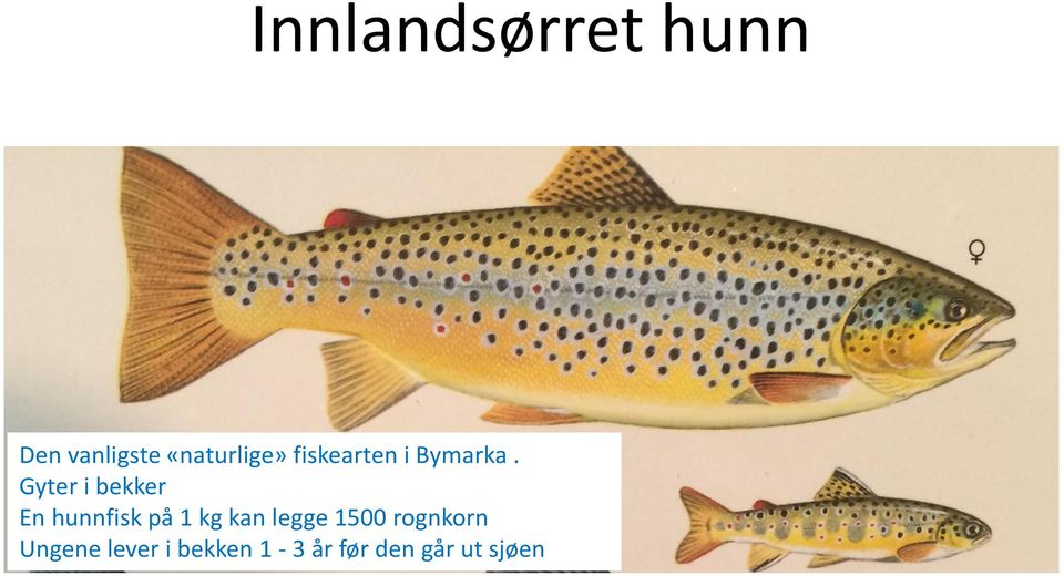 Gyter i bekker En hunnfisk på 1 kg kan