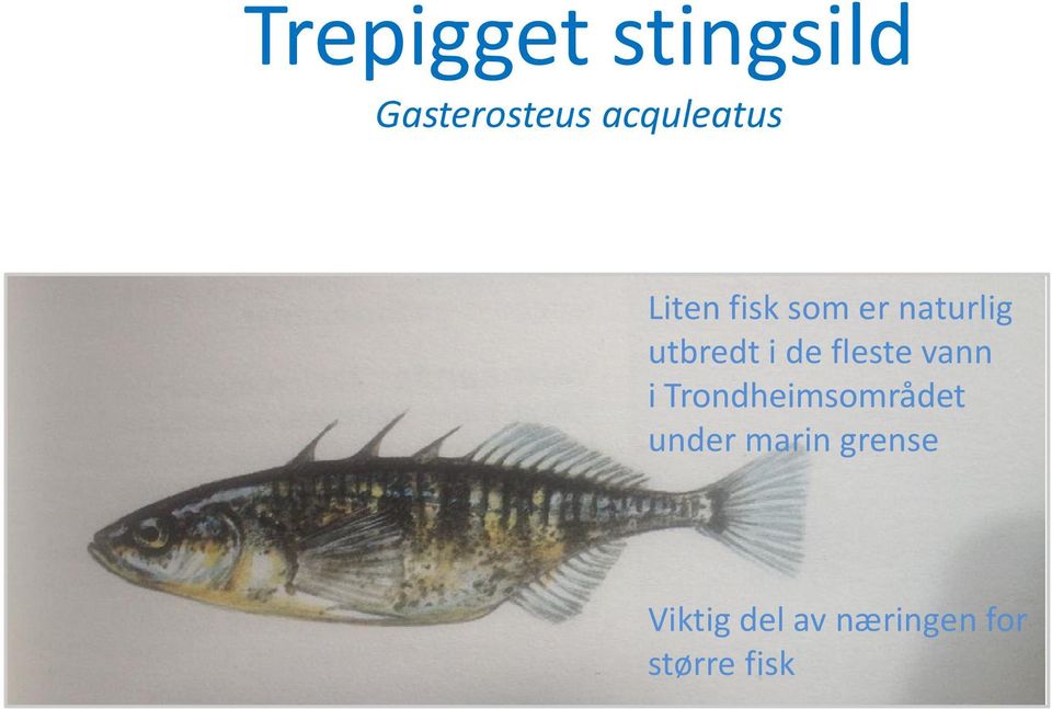 fleste vann i Trondheimsområdet under marin