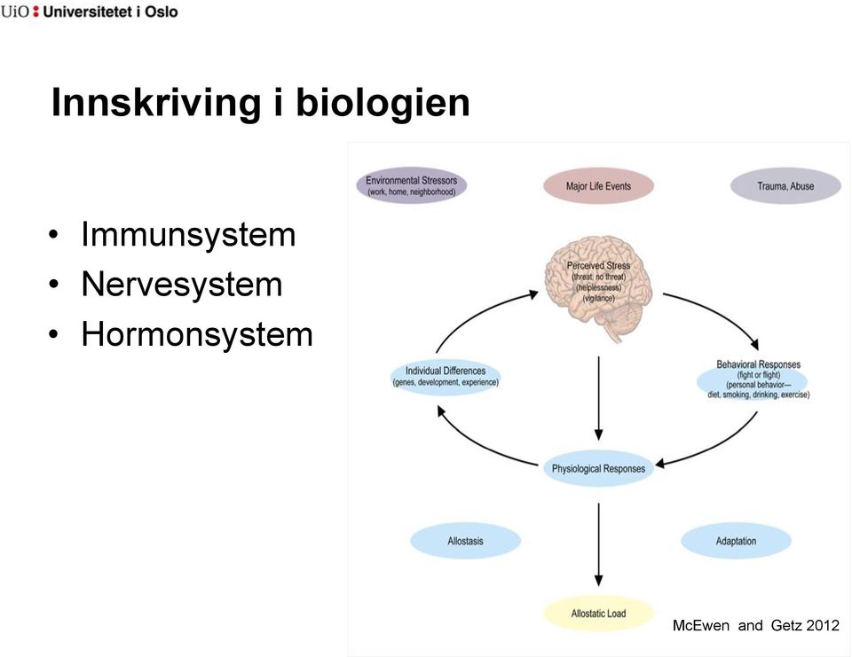 Immunsystem