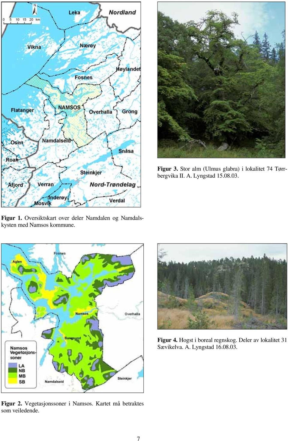 Figur 4. Hogst i boreal regnskog. Deler av lokalitet 31 Sævikelva. A. Lyngstad 16.