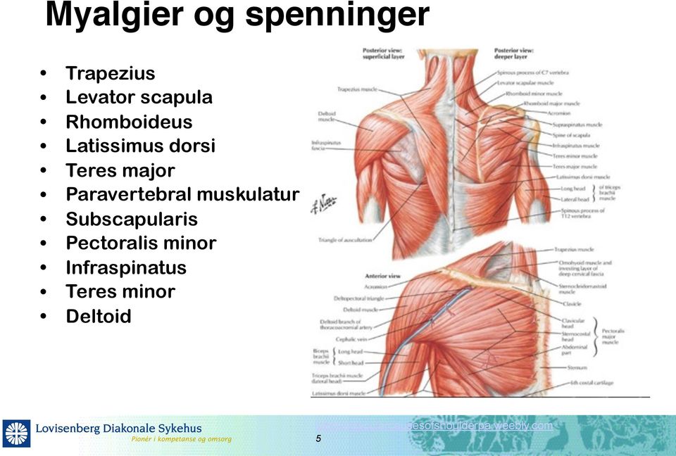 muskulatur Subscapularis Pectoralis minor Infraspinatus