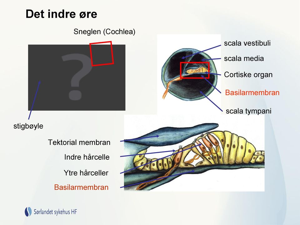 Basilarmembran scala tympani stigbøyle