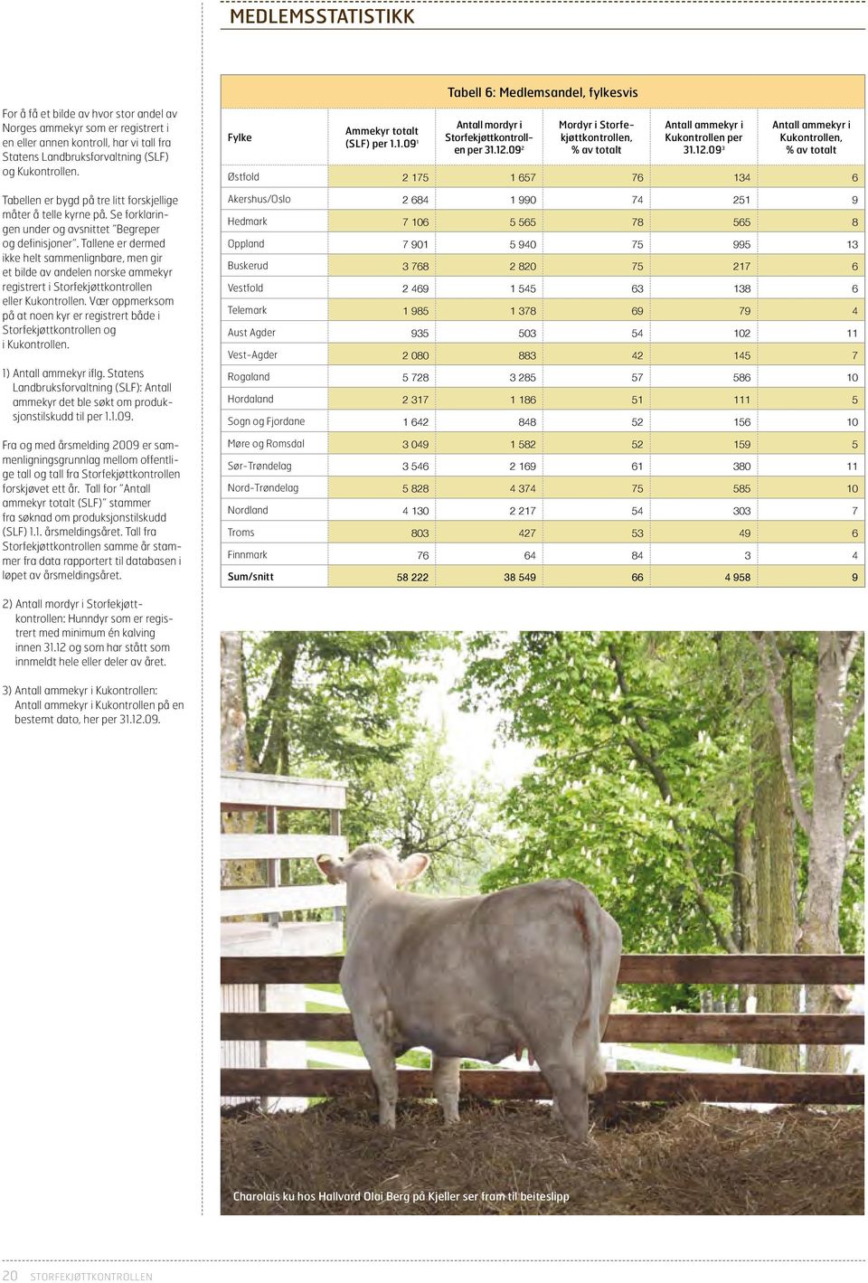 Tallene er dermed ikke helt sammenlignbare, men gir et bilde av andelen norske ammekyr registrert i Storfekjøttkontrollen eller Kukontrollen.