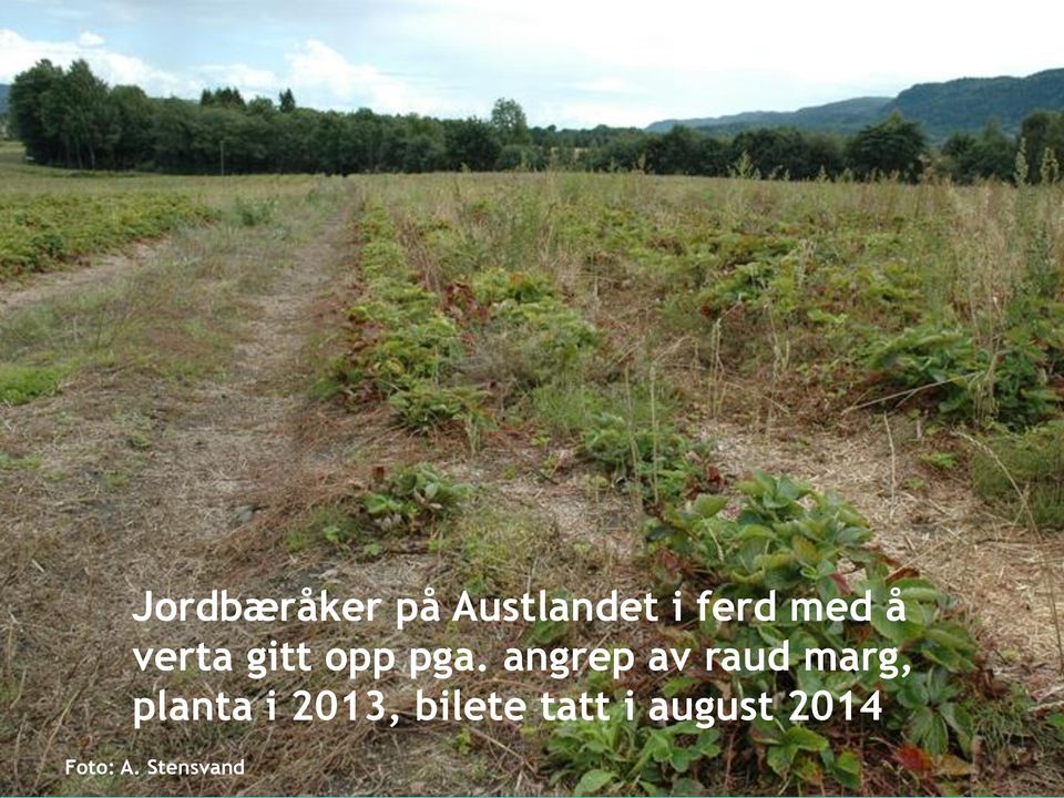 angrep av raud marg, planta i