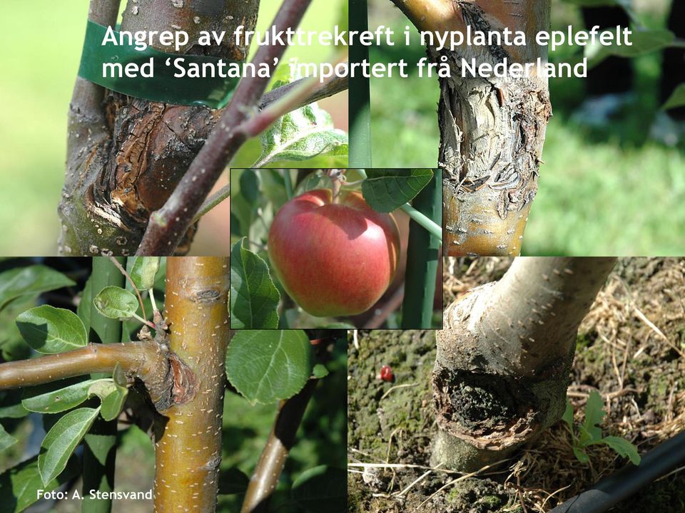 frukttrekreft i nyplanta