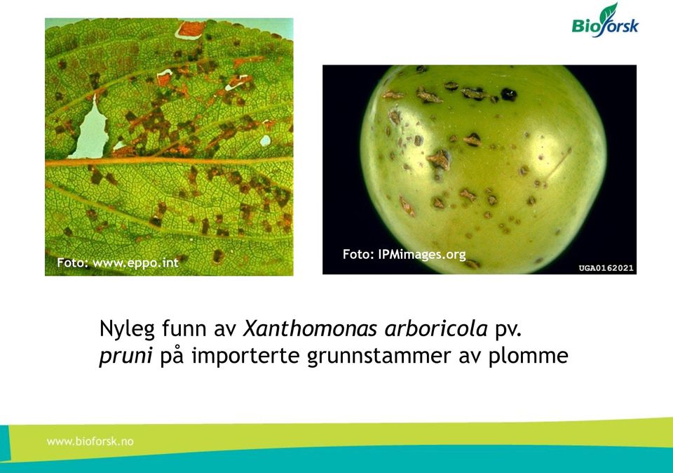 org Nyleg funn av Xanthomonas