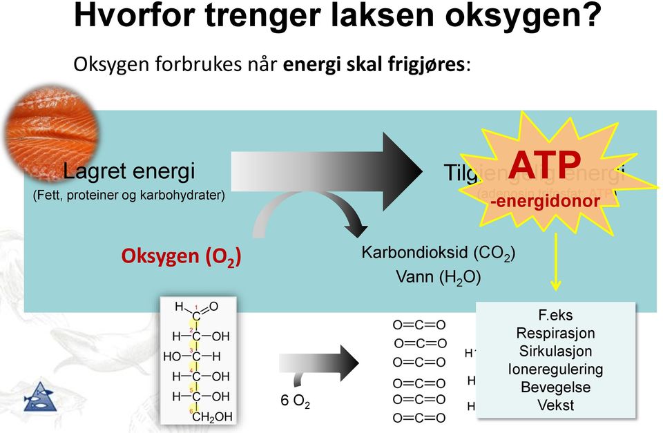 og karbohydrater) ATP Tilgjengelig energi (adenosin trifosfat: ATP)