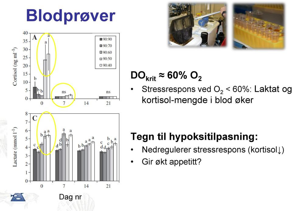 Tegn til hypoksitilpasning: Nedregulerer