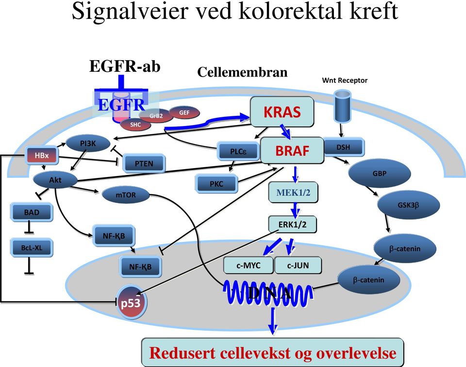 mtor PTEN PKC PLC BRAF MEK1/2 ERK1/2 DSH GBP GSK3 -catenin