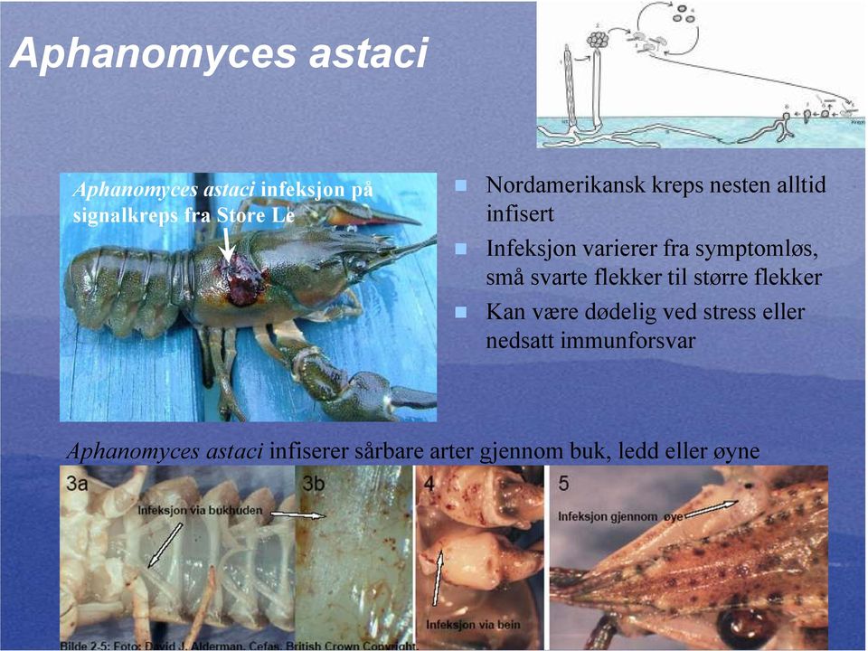 svarte flekker til større flekker Kan være dødelig ved stress eller nedsatt