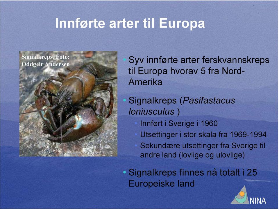 Amerika Signalkreps (Pasifastacus leniusculus ) Innført i Sverige i 1960 Utsettinger i