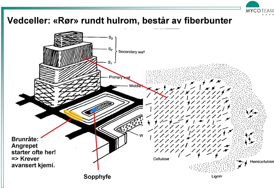 Brunråte: Angrepet starter