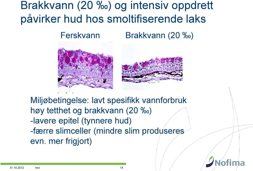 vannforbruk høy tetthet og brakkvann (20 ) -lavere epitel (tynnere