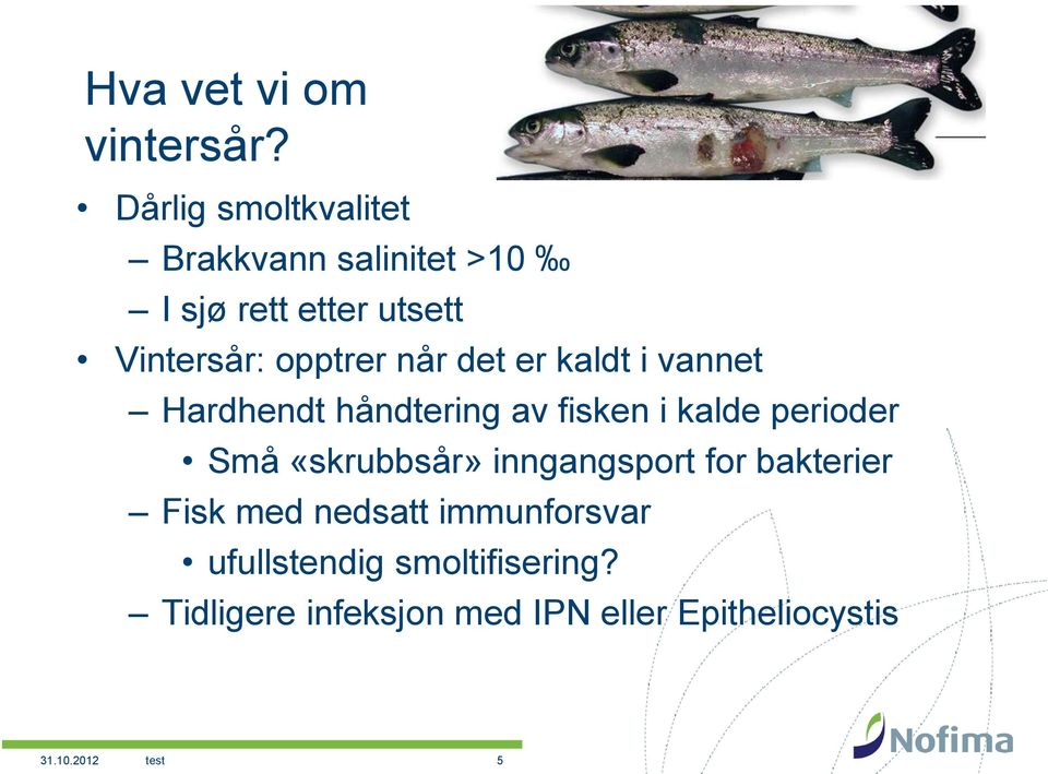 når det er kaldt i vannet Hardhendt håndtering av fisken i kalde perioder Små